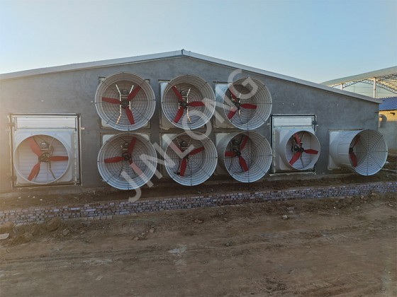 Key Points for Ventilation Systems in Cattle Barns